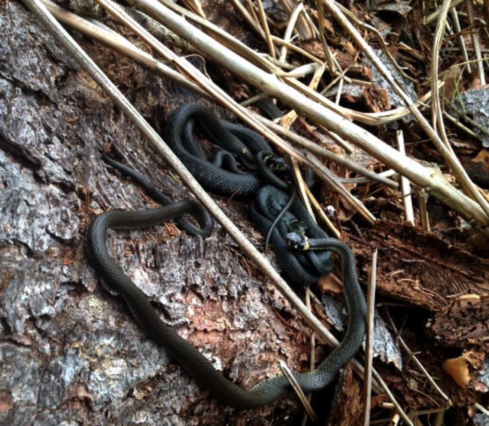Schlangenhochzeit - entdeckt im Wald bei Bansin